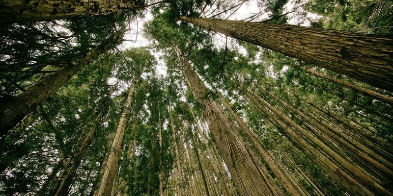 土家嫂21：指尖传承的千年密码，糍粑与织锦里的土家文化