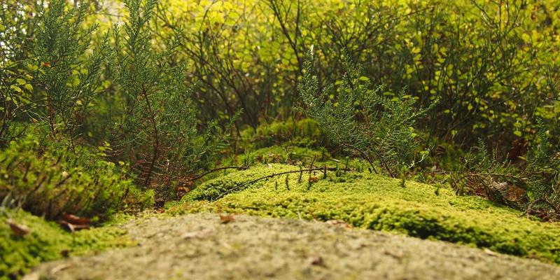 土家嫂84：一坛酸香里的文化密码与舌尖乡愁