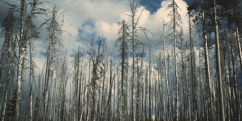 土家服饰纹样里的隐秘叙事：衣襟上的自然崇拜与生命观